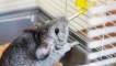 Пробийте за chinchilla: което е по -добре, как да го направите със собствените си ръце...